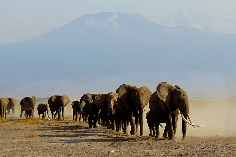 Elephant Herd in Amboseli National Park with Mount Kilimanjaro in the background